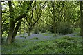 Bluebells, Old Spring Wood