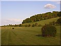 Gallops, Kimpton Down