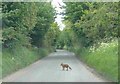 ST7772 : Fox, crossing Ashwicke Road by Roger Cornfoot