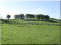 Farmland south of Stobohill Farm