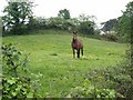 Horse in field