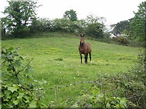 J1519 : Horse in field by Oliver Dixon