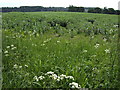 Bean field near Hoards Park