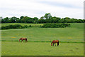 Horses grazing