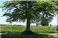 Chittlehampton: Lerwell Beech Tree Cross