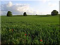 Farmland, Micheldever