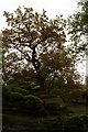 Oak growing on rocks, Brimham Rocks