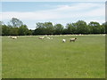 Sheep on pasture by Pinkhill Farm, Eynsham