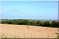 Looking over a ploughed field with Gerrans Bay on the horizon