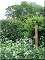 Public Footpath "through" Hedge, Shropshire