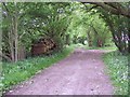 Leafy track near Daggans