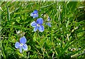 Germander Speedwell