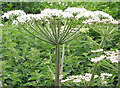 Angelica plant