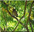 Young blackbird, Stanley