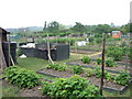 Allotments at Loose Kent