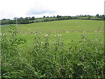 SO6623 : Grazing land near Burton Court by Pauline E