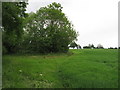 Copse north of Bradford Abbas