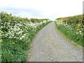 Cow parsley