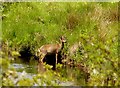 Roe deer in the Tarf Water