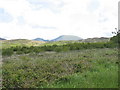 Gors Graianog with Moel Hebog in the background