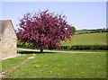 Ascott Corner pumping station and tree