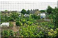 Allotments - Crimbles Place