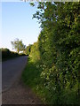 Road and hedgerows