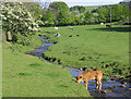 Cattle in pasture near Northburn Farm