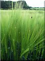 Bugs on barley