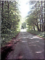 NJ6727 : Tree lined road. by Andrew Stuart
