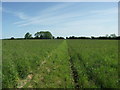 Footpath through the Grass.