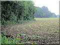 Maize field