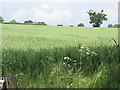 SO6432 : Field of oats by Pauline E