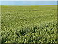 Barley crop, Cornbury Farm, Gore Cross