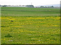 Buttercup Meadow at South Muirhead