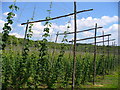 Hop Growing, Puttenham