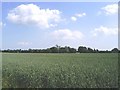 TL5907 : Farmland at Willingale by David Kemp