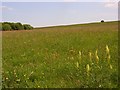 Downland, Larkill