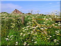 Roadside verge, near Tynely