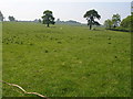 Sheep graze in a designated  Area of Outstanding Natural Beauty