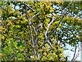 Chaffinch, on the Imber perimeter path near Chitterne