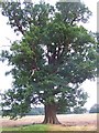 Roadside oak, between Butts Green and Dunbridge