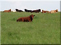 Cows taking a rest