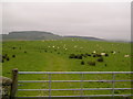 Farmland with sheep grazing