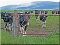 Cattle beside the A714