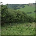 Hedge and fields off Ash Lane