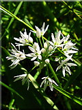 NU1228 : Ramsons Wild Garlic - Allium ursinum by Lisa Jarvis