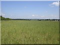 East from Brake Lane near Three Cornered Plantation