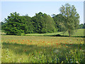 Wild flower meadow - Great Warley