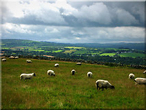 C2500 : View west from Beltany stone circle by Chris Gunns